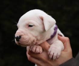 Chiots de race Dogue argentin à vendre chez l'éleveur ELEVAGE DE LA NOTTE DI CANE