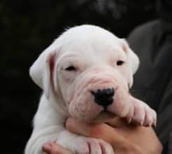 Chiots de race Dogue argentin à vendre chez l'éleveur ELEVAGE DE LA NOTTE DI CANE