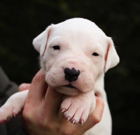 Image de la portée de chiot de l'élévage ELEVAGE DE LA NOTTE DI CANE