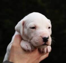 Chiots de race Dogue argentin à vendre chez l'éleveur ELEVAGE DE LA NOTTE DI CANE