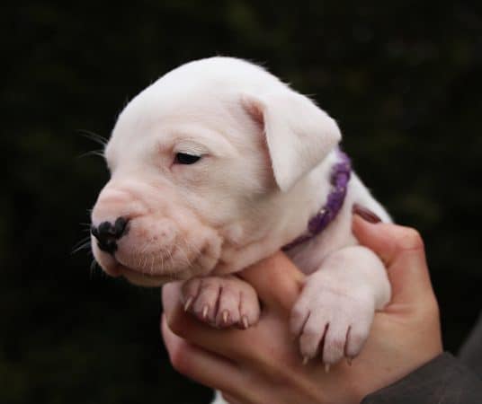 Image de la portée de chiot de l'élévage ELEVAGE DE LA NOTTE DI CANE