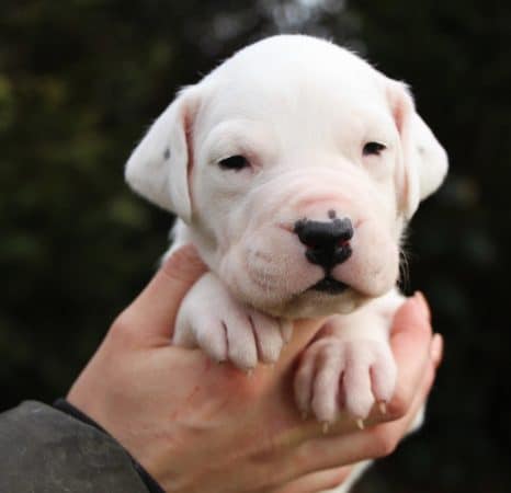 Image de la portée de chiot de l'élévage ELEVAGE DE LA NOTTE DI CANE