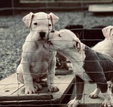 Chiots de race Dogue argentin à vendre chez l'éleveur DEL SUENO LATINO