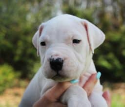 Chiots de race Dogue argentin à vendre chez l'éleveur ELEVAGE DE LA NOTTE DI CANE