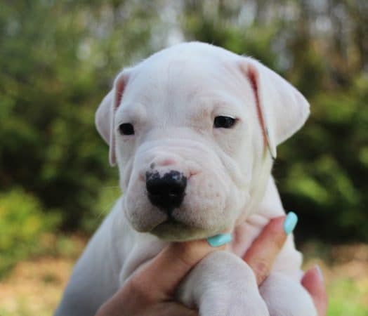 Image de la portée de chiot de l'élévage ELEVAGE DE LA NOTTE DI CANE