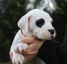 Chiots de race Dogue argentin à vendre chez l'éleveur ELEVAGE DE LA NOTTE DI CANE