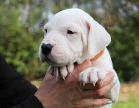 Chiots de race Dogue argentin à vendre chez l'éleveur ELEVAGE DE LA NOTTE DI CANE