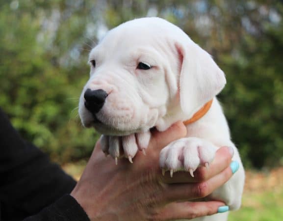 Image de la portée de chiot de l'élévage ELEVAGE DE LA NOTTE DI CANE