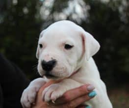 Chiots de race Dogue argentin à vendre chez l'éleveur ELEVAGE DE LA NOTTE DI CANE