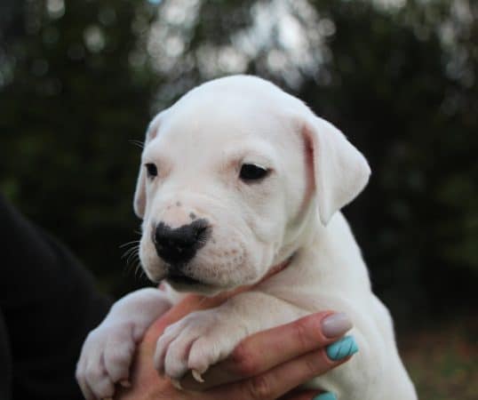 Image de la portée de chiot de l'élévage ELEVAGE DE LA NOTTE DI CANE