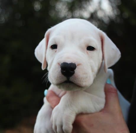 Image de la portée de chiot de l'élévage ELEVAGE DE LA NOTTE DI CANE