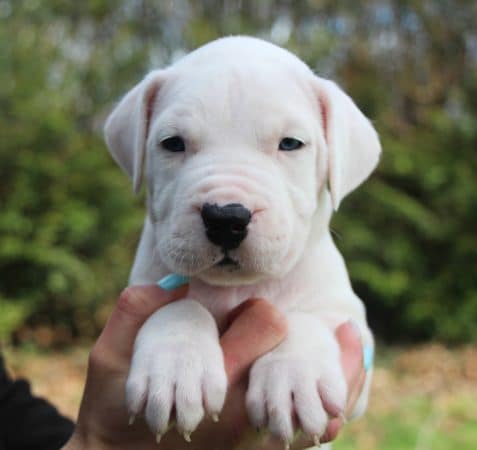 Image de la portée de chiot de l'élévage ELEVAGE DE LA NOTTE DI CANE