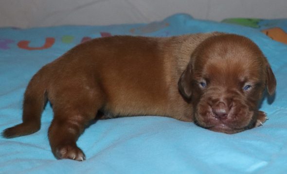 Image de la portée de chiot de l'élévage DE LA LICORNE NOIRE NIVELLE