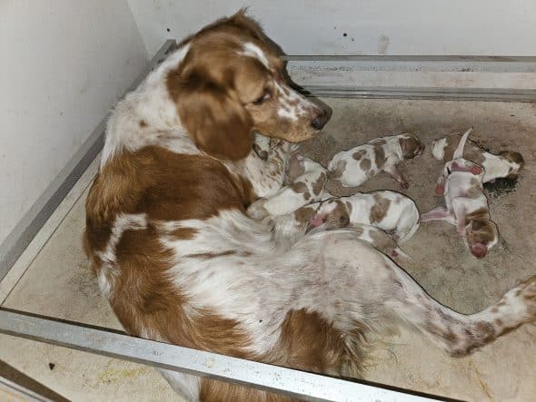 Image de la portée de chiot de l'élévage DES PLATEAUX DE LAYABANERE