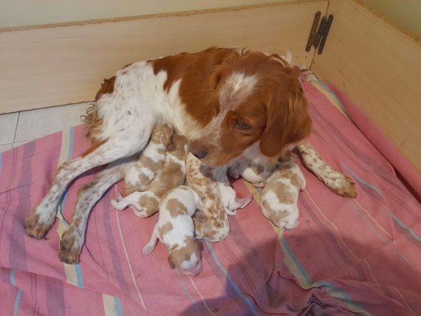 Image de la portée de chiot de l'élévage ELEVAGE DU PIEMONT DU GARLABAN