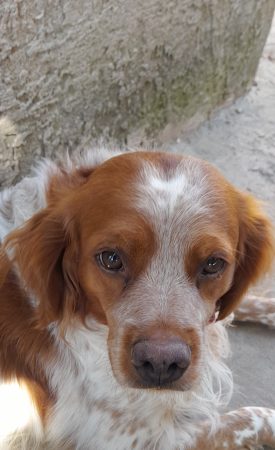 Image de la portée de chiot de l'élévage ELEVAGE DU PIEMONT DU GARLABAN