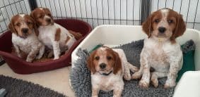 Chiots de race Epagneul breton à vendre chez l'éleveur EASYLOVER