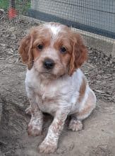 Chiots de race Epagneul breton à vendre chez l'éleveur EASYLOVER