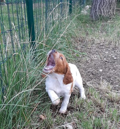 Image de la portée de chiot de l'élévage EASYLOVER