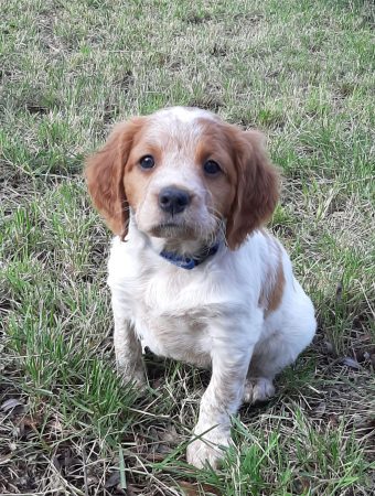 Image de la portée de chiot de l'élévage EASYLOVER