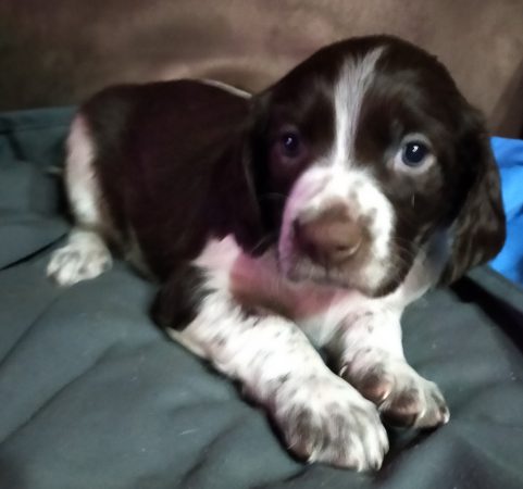 Image de la portée de chiot de l'élévage BRICE HONORE