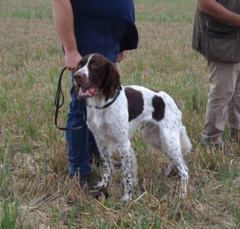 Image de la portée de chiot de l'élévage BRICE HONORE