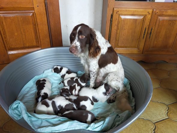 Image de la portée de chiot de l'élévage BRICE HONORE