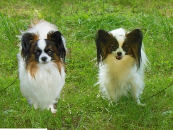 Image de la portée de chiot de l'élévage JEANNEREY REGINE