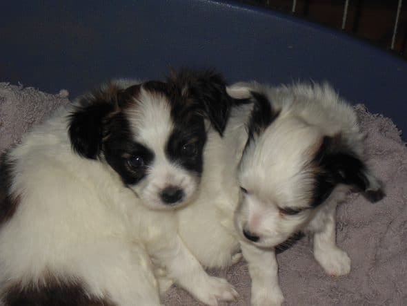 Image de la portée de chiot de l'élévage JEANNEREY REGINE