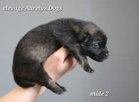 Chiots de race Eurasier à vendre chez l'éleveur EARL ELEVAGE AURELYS DOG