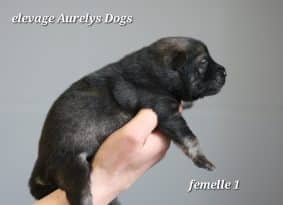 Chiots de race Eurasier à vendre chez l'éleveur EARL ELEVAGE AURELYS DOG