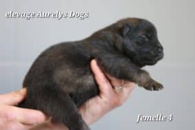 Chiots de race Eurasier à vendre chez l'éleveur EARL ELEVAGE AURELYS DOG