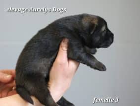 Chiots de race Eurasier à vendre chez l'éleveur EARL ELEVAGE AURELYS DOG