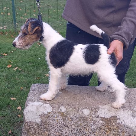 Image de la portée de chiot de l'élévage GUILLOU STEPHANIE