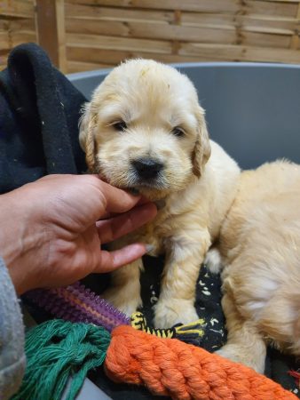 Image de la portée de chiot de l'élévage BOINVILLE GERALDINE