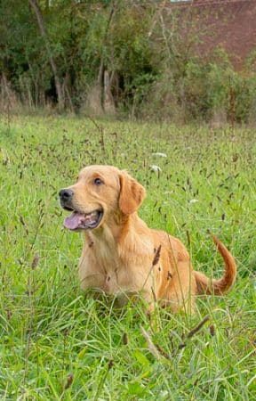 Image de la portée de chiot de l'élévage LE MAS D’EYRAUD