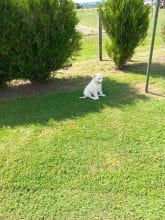 Chiots de race Golden retriever à vendre chez l'éleveur EI LEPRAT-LEMERLE SONIA