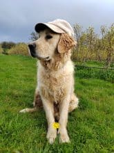 Chiots de race Golden retriever à vendre chez l'éleveur EI LEPRAT-LEMERLE SONIA