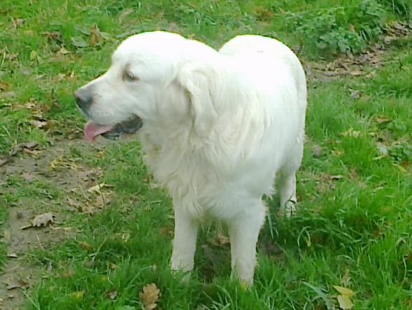 Image de la portée de chiot de l'élévage LE DOMAINE DU FEU COCHARD