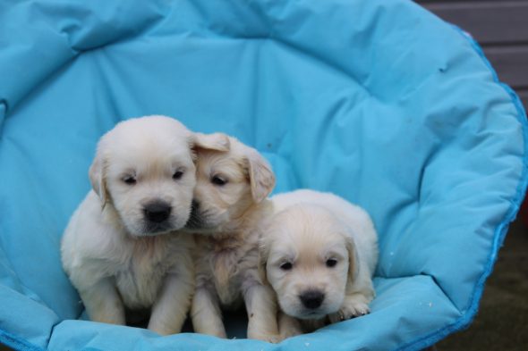 Image de la portée de chiot de l'élévage LE DOMAINE DU FEU COCHARD