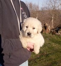 Chiots de race Golden retriever à vendre chez l'éleveur DE LA SOURCE