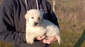 Chiots de race Golden retriever à vendre chez l'éleveur DE LA SOURCE