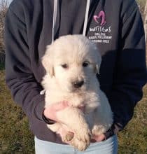 Chiots de race Golden retriever à vendre chez l'éleveur DE LA SOURCE