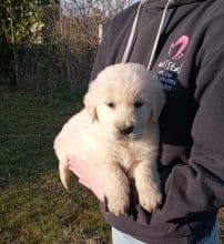 Chiots de race Golden retriever à vendre chez l'éleveur DE LA SOURCE