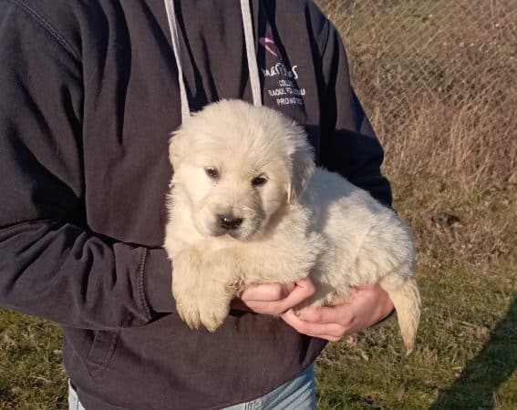 Image de la portée de chiot de l'élévage DE LA SOURCE