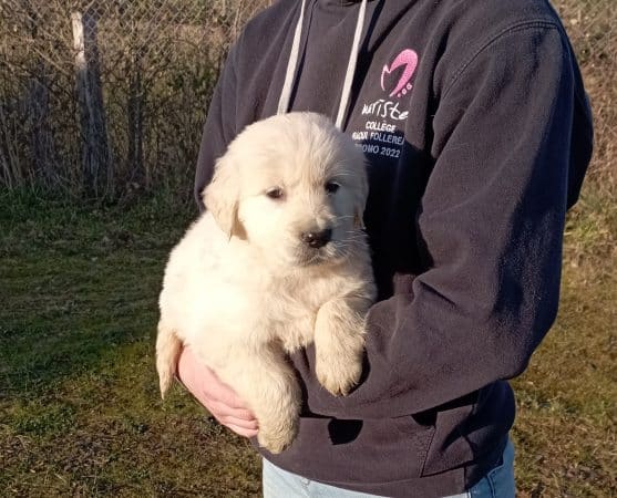 Image de la portée de chiot de l'élévage DE LA SOURCE