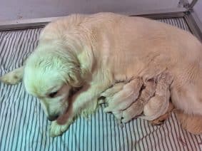 Chiots de race Golden retriever à vendre chez l'éleveur OF DARLING DOG