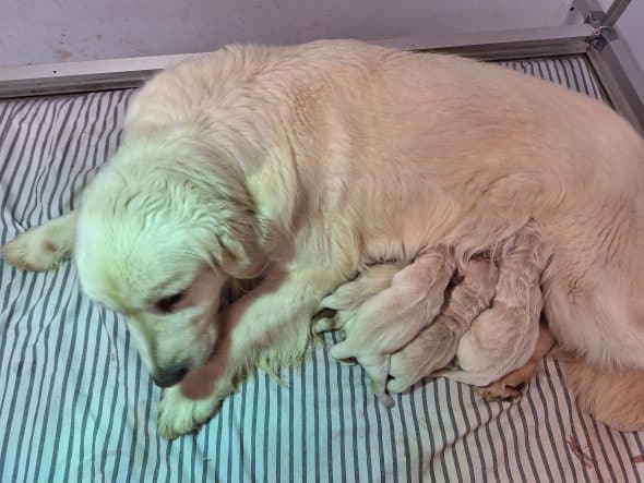 Image de la portée de chiot de l'élévage OF DARLING DOG