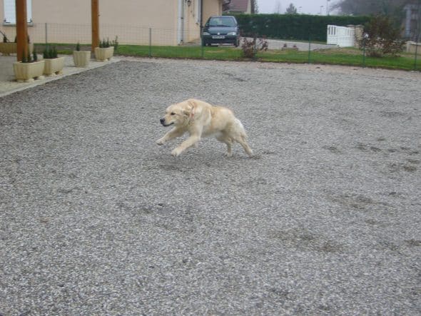 Image de la portée de chiot de l'élévage OF DARLING DOG