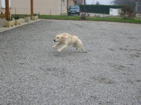 Chiots de race Golden retriever à vendre chez l'éleveur OF DARLING DOG